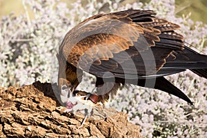 Wedge-Tailed Eagle Eating