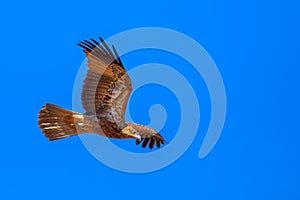 Wedge-tailed Eagle flight