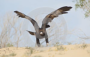 Wedge-tailed eagle in flight.