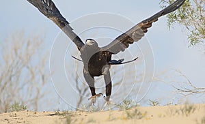 Wedge-tailed eagle  in flight.