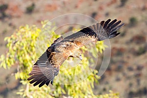 Wedge-Tailed Eagle in Flight