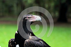 Wedge-tailed Eagle head close up