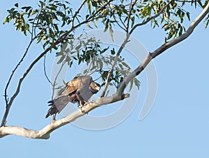 Wedge tailed eagle in a tree