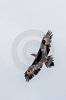 Wedge-tailed Eagle in Victoria Australia