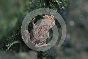 Wedged Frog photo