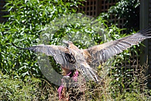 Wedgetail Eagle photo