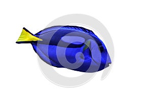 Wedgetailed Blue Tang (Paracanthurus hepatus)