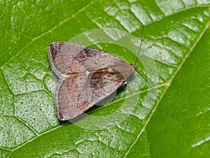 Wedgling Moth (Galgula partita) insect on green leaf.