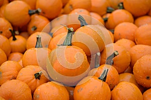 Wee-be-littles pumpkins