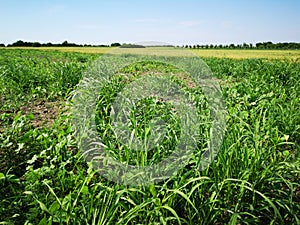Weed in agriculture field