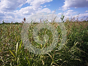 Weed in agriculture field