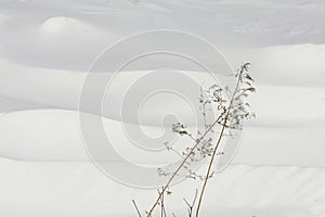 Weed along snow covered agriculture field