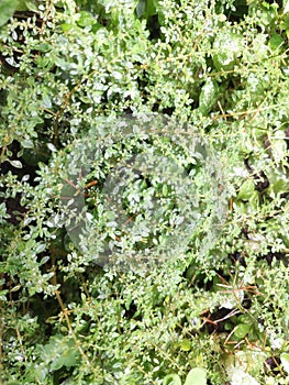 Weeds that thrive in moist soil.