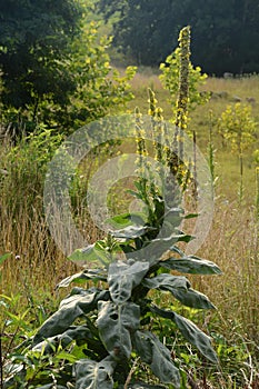 Weed in bloom