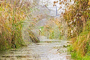 A weed choked canal at Dal Lake photo