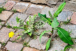 Weed control in the city. Dandelion and thistle.