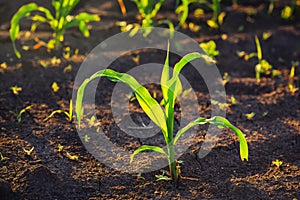 Weed control in corn crops