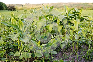 Weed Control in Soybeans. asclepias on the field with young soybeans. Lambsquarters soy sprouts on an unencidesed