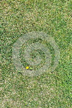 Weed dandelion flower on clipped green lawn