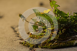Weed dandelion growinf on the asphalt. Pavement grass. Biological control photo