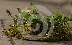 Weed dandelion growinf on the asphalt. Pavement grass. Biological control photo