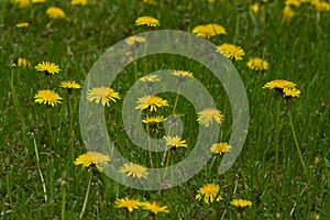 Weed dandelion on the home lawn. A landscaping. Selective focus
