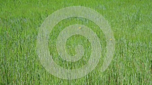 Weed field with young cereal sprouts