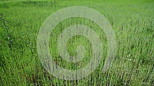 Weed field with young cereal sprouts