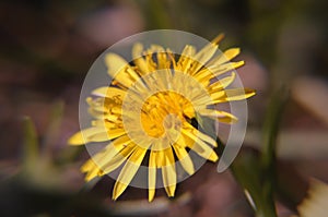 Weed or flower