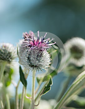 Weed flowers