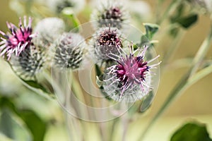 Weed flowers