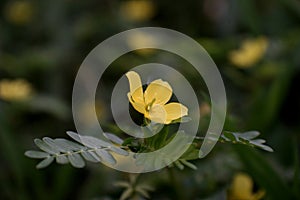 Weed flowers in the field;the yellow flowers; Tribulus terrestris