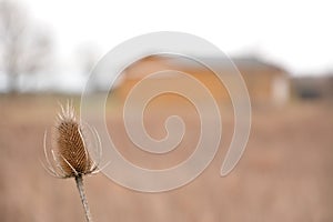 Weed in front of a Barn