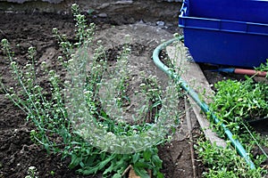 Weed in the garden, Capsella bursa-pastoris, known as shepherd\'s purse