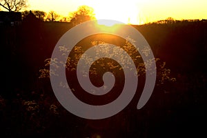 Weed grass in reddish sunset on the meadow