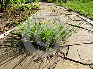 The weed grew in a garden path from flagstone