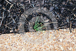 Weed growing along a sidewalk