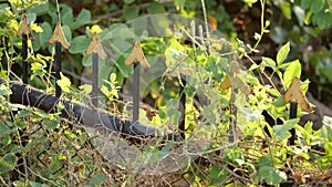 Weed growing around the steel fence. Garden service concept. Shot in Slow motion