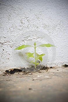 Weed growing through cement wall