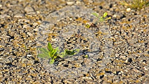 Weed growing on concrete in an abandoned street