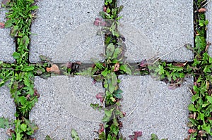 Weed growing between concrete pavers