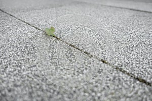 Weed growing through crack