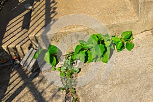 Weed growing through crack