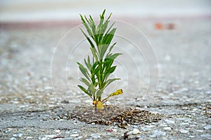 weed growing through crack in cocrete pavement