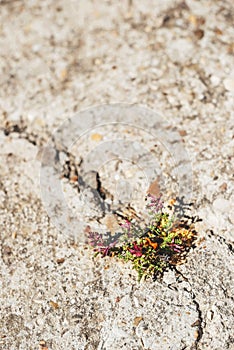 Weed growing through crack in pavement