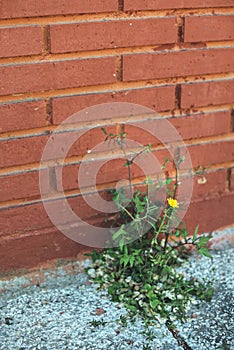 Weed growing through crack in pavement