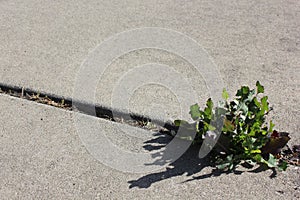Weed growing through crack in sidewalk