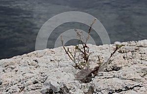 Weed growing in the stone
