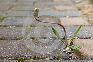 Weed growing up through the cracks in brick paving