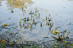 Weed growing through water